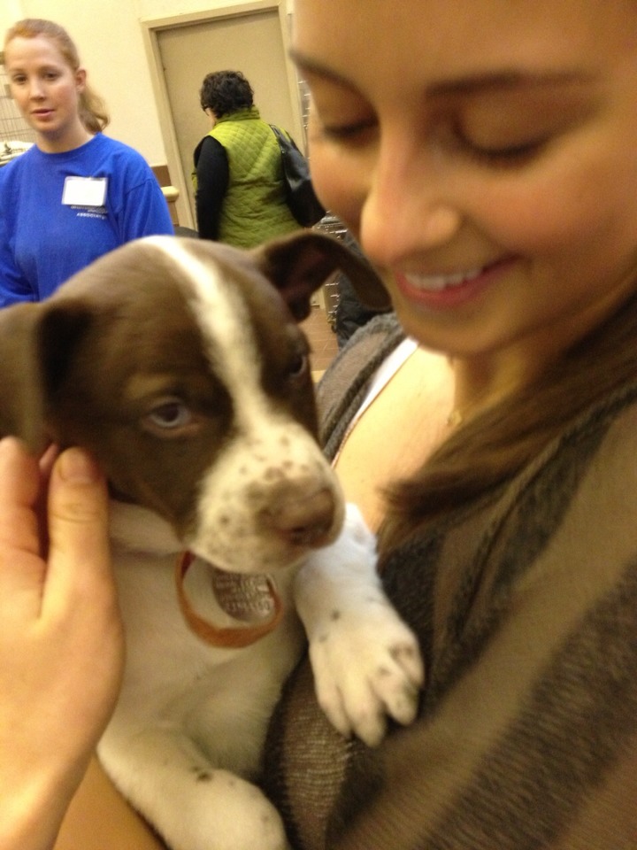 shore animal league puppy shore animal league puppy adoption foto 2017 shore animal league puppy shore animal league puppy adoption foto 2017