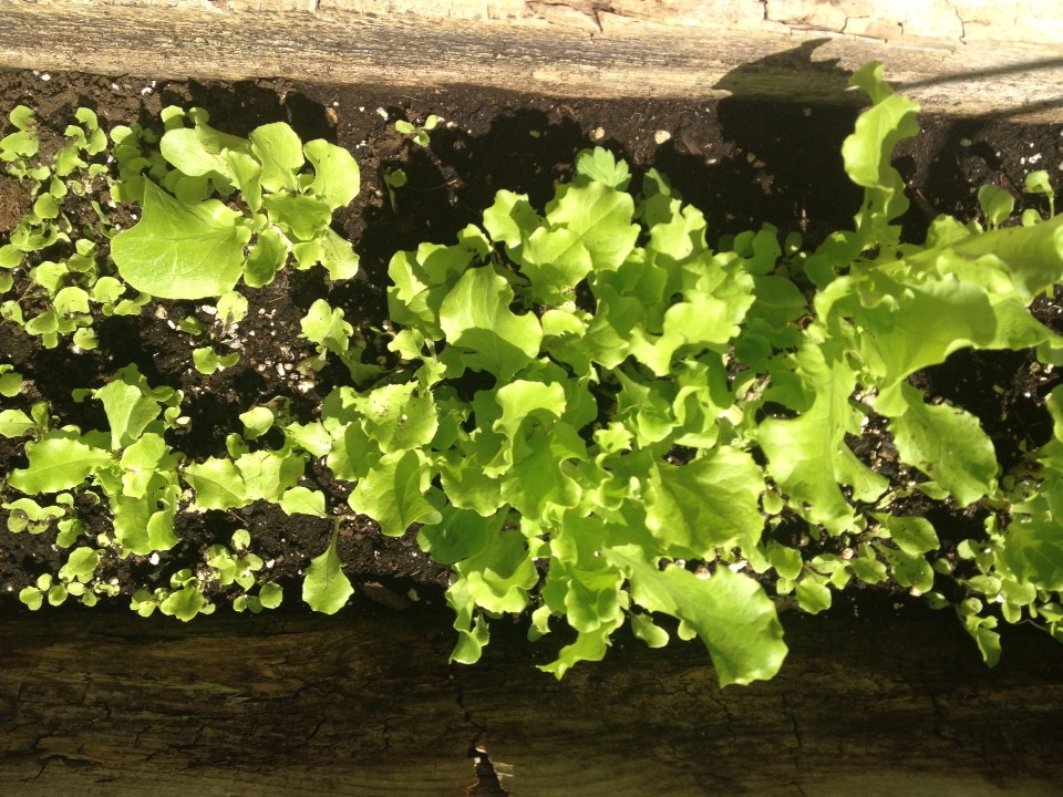 You Can Grow And Cut Your Own Lettuce At Home? Musely