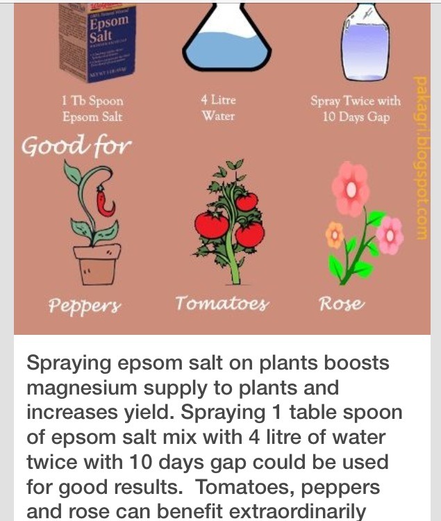 🌹🌷Use Epsom Salt To Help Certain Plants Thrive🌷🌹🌸 Musely