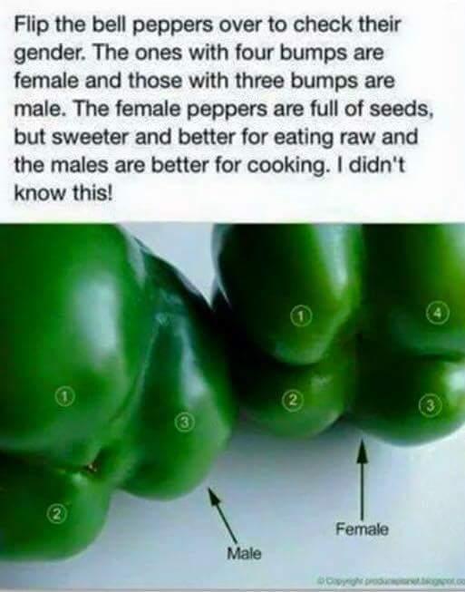 Green Peppers Have Gender Musely
