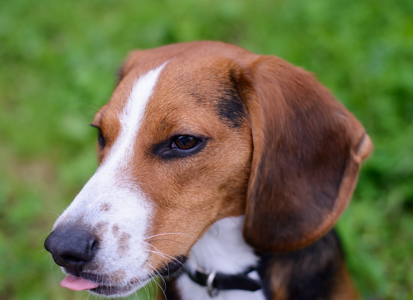 flies-biting-at-your-dogs-ears-to-the-point-of-bleeding-musely