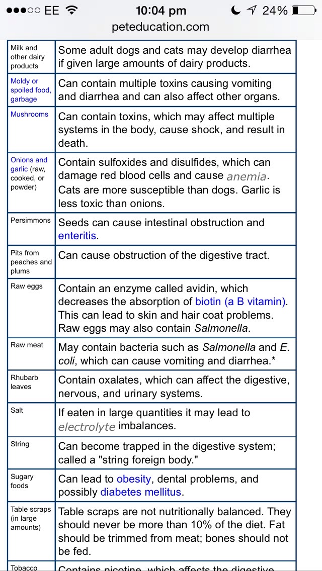 Foods Your Dog Can t Eat Musely