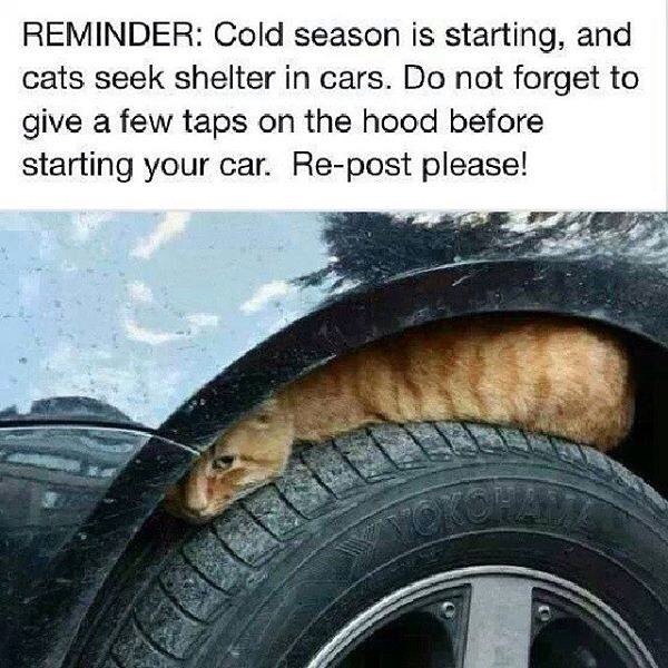 Can I Let My Cat Roam In The Car Can I Let My Cat Roam In The Car