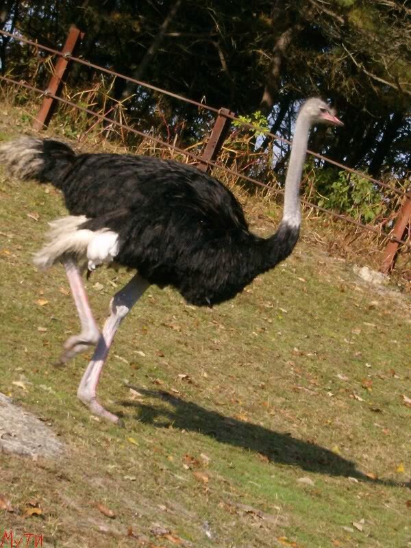 An ostrich's eye is bigger than its brain Musely
