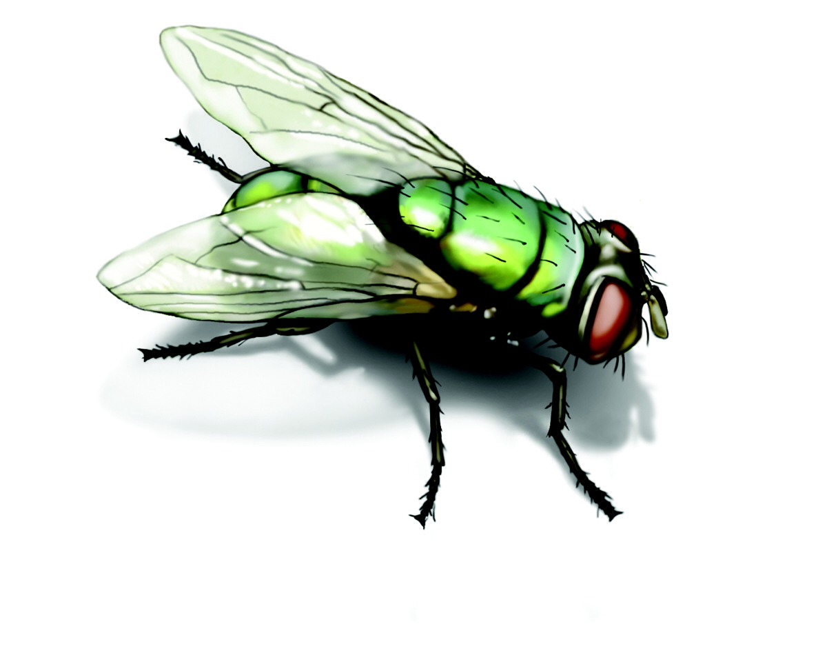 How To Easily Kill A Fly Musely