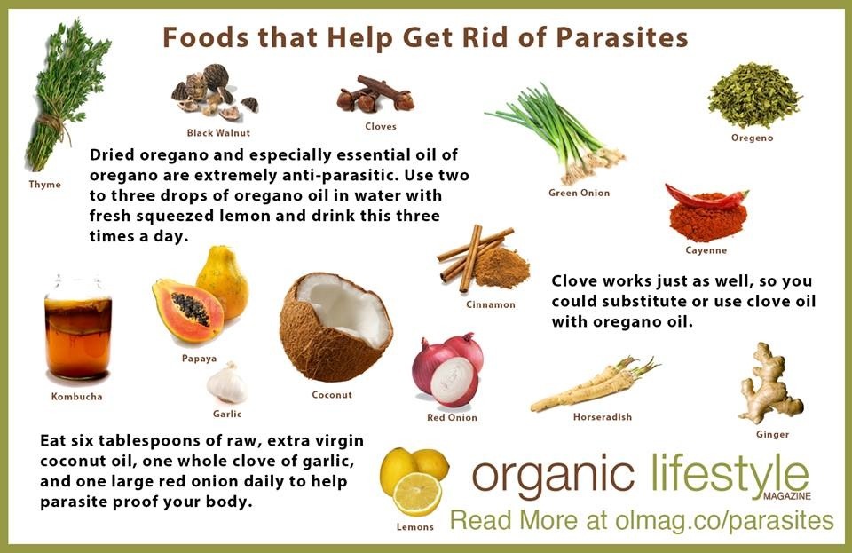 Foods That Help Get Rid Of Parasites Foods That Help Get Rid Of Parasites