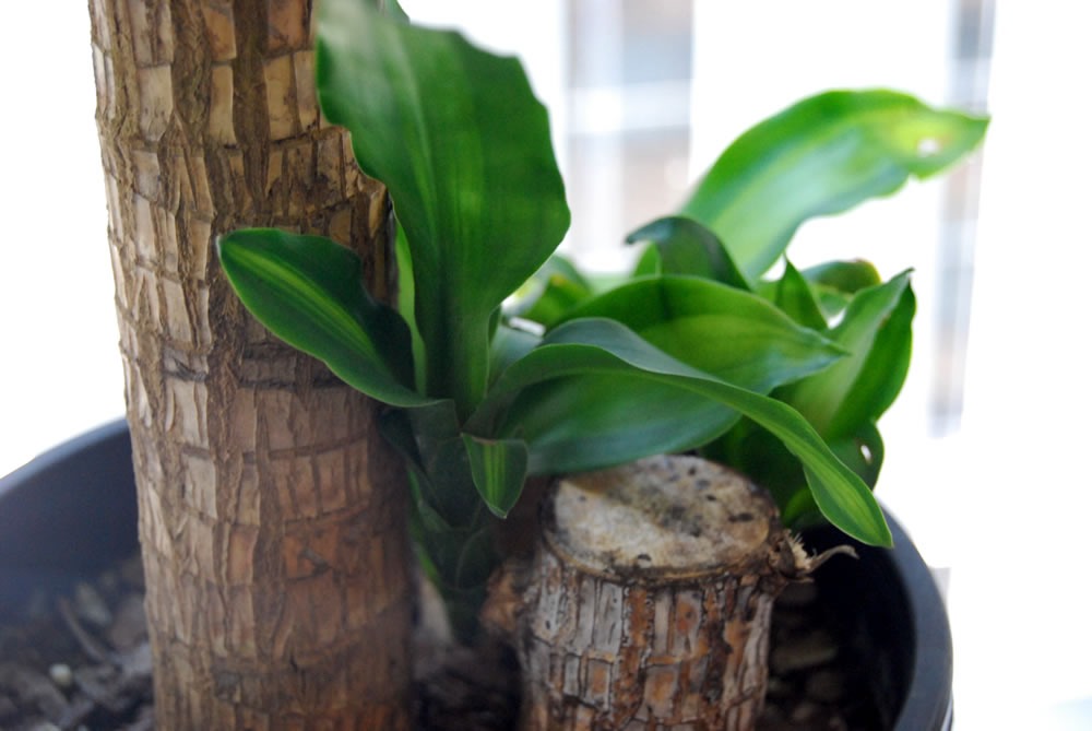 How to Care for a Corn Plant Dracaena Fragrans Hunker