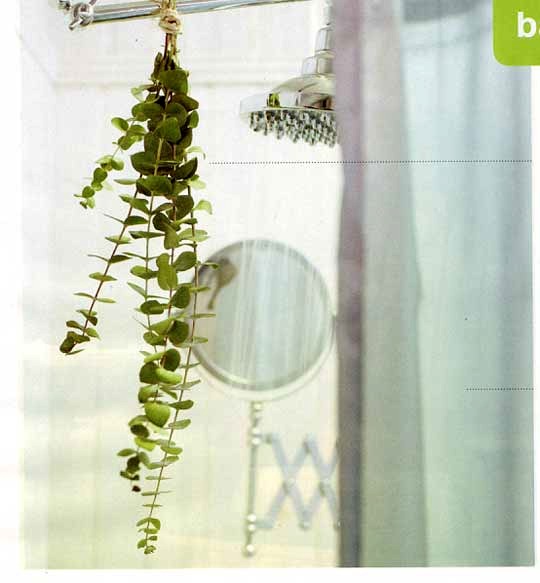 Hang Eucalyptus In Shower Musely