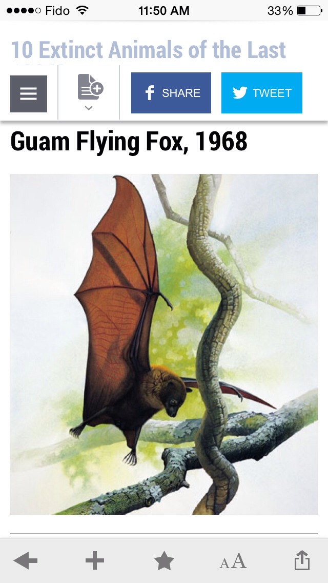 10 Extinct Animals Of The Last 100 Years Musely