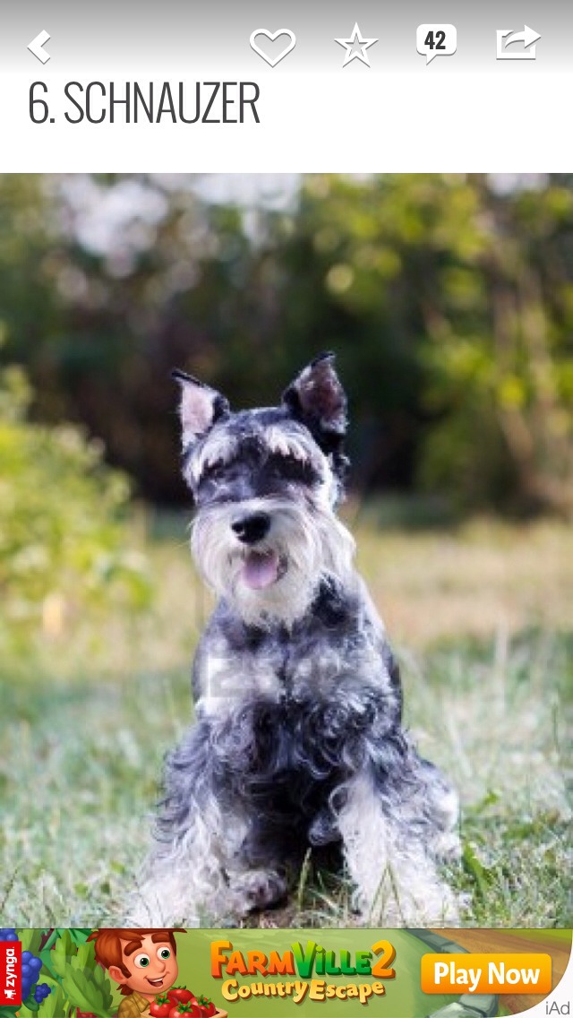 7 Breed Of Dogs That Are Best For People With Allergies Musely