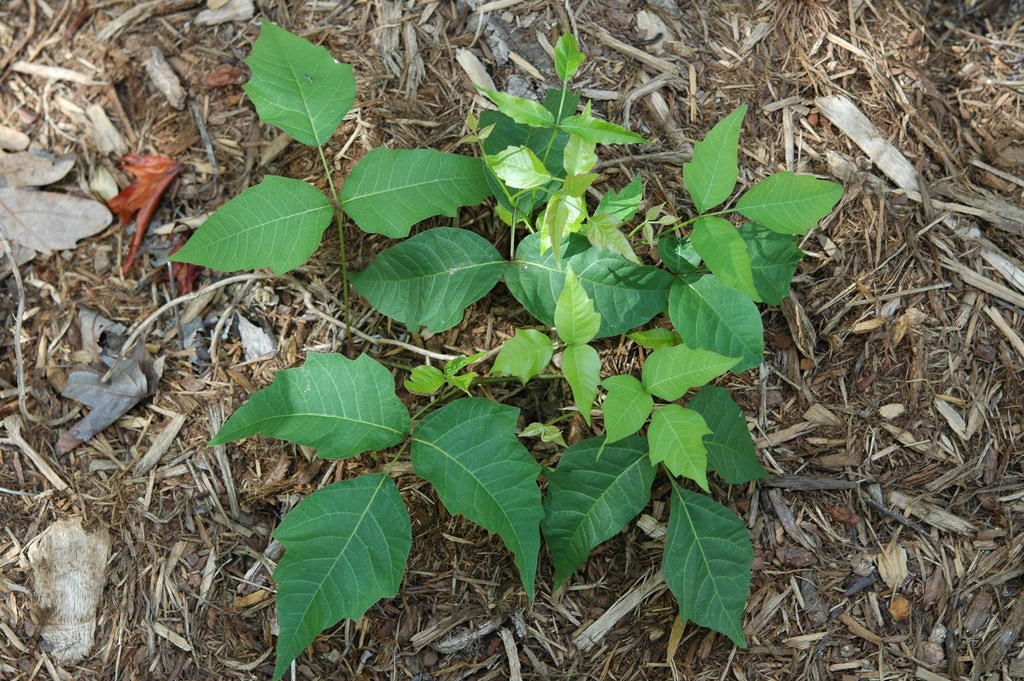 how to treat poison ivy musely how to treat poison ivy musely