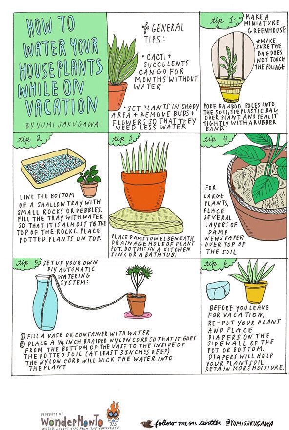 Watering Tips To Plants On Vacation) Musely