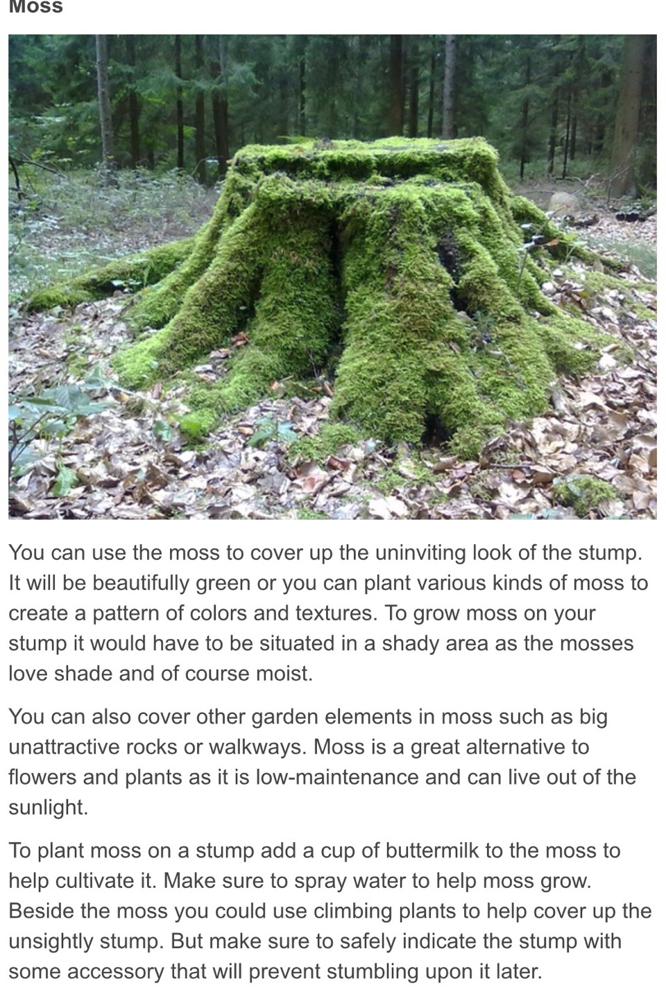 🌳How To Dress Up Tree Stumps In Your Yard🌳 Musely