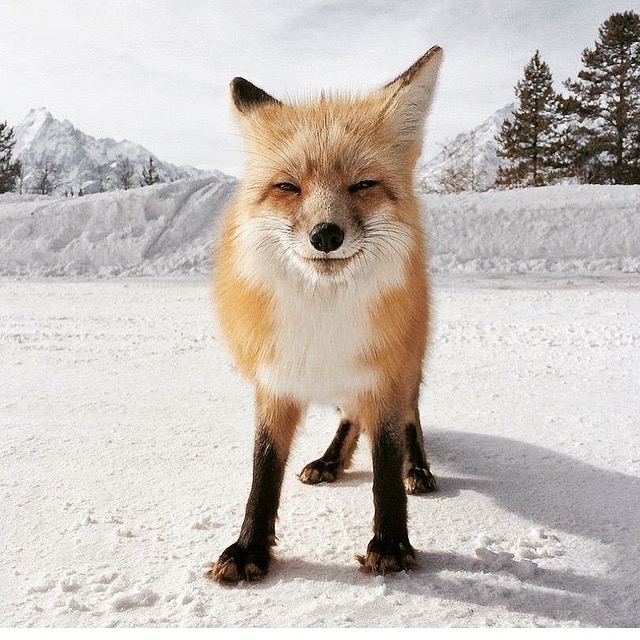 FOX+HVRE FOX+HVRE's logo