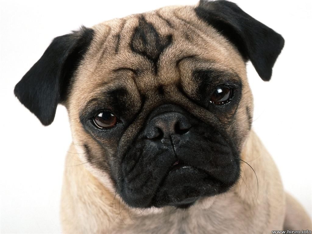 Top 10 best family dogs musely