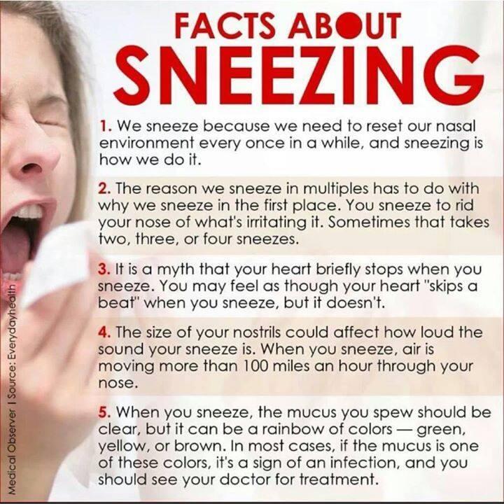Facts About Sneezing by Elizabeth L Musely