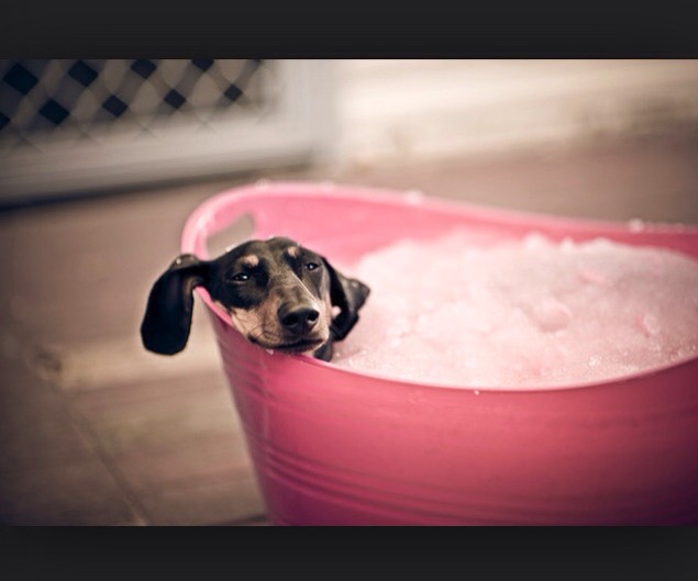 How Often Can You Give A Dog An Oatmeal Bath How Often Can You Give A Dog An Oatmeal Bath