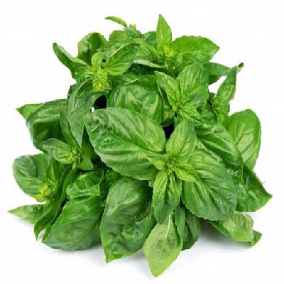 Oregano Oil Side Effects nine Reasons to Avoid