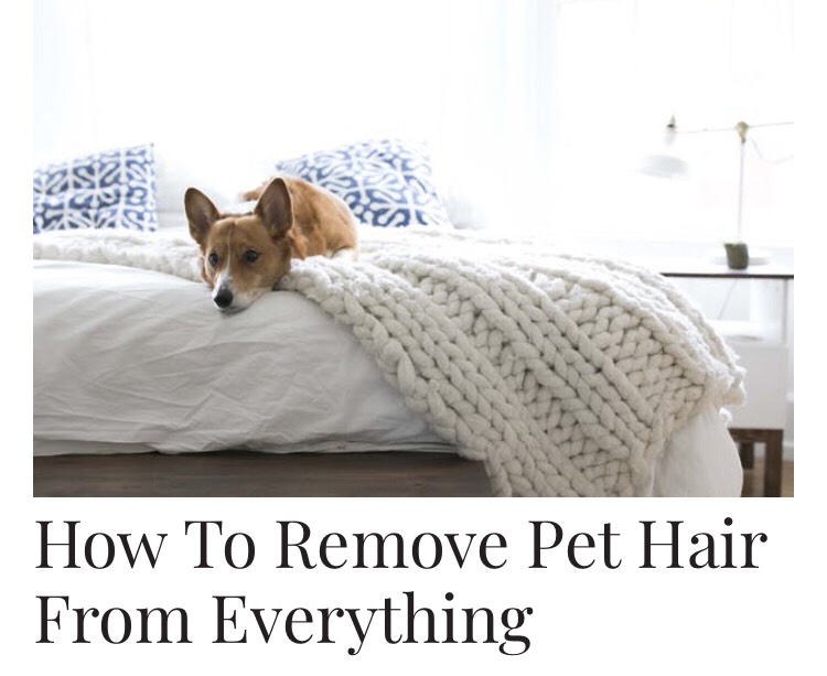 How To Remove Pet Hair From Everything Musely