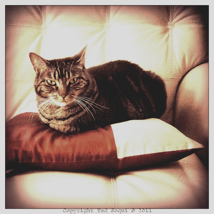 How To Keep Your Cat Off Your Pillow🐱 Musely