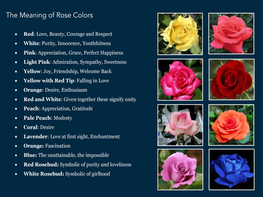 Rainbow Rose Meaning Hd Image Flower And Xmjunci Com Rainbow Rose Meaning Hd Image Flower And Xmjunci