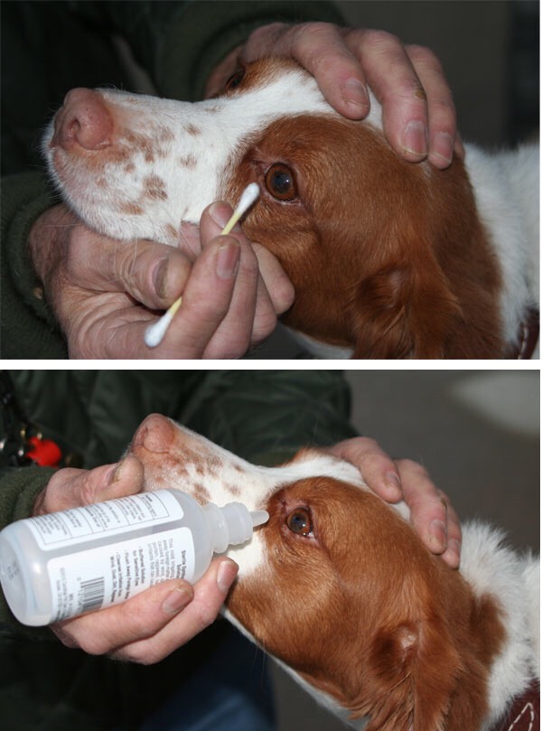 Musely If You Want To Clean Your Dogs Eyes Have Take This Special Water For