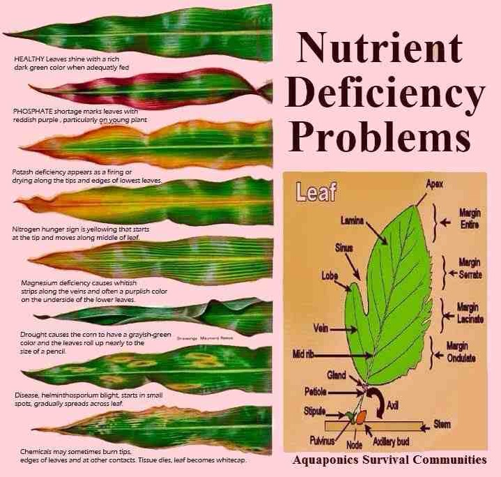  What Does Leaf Says About Nutrient Deficiency Problem Musely