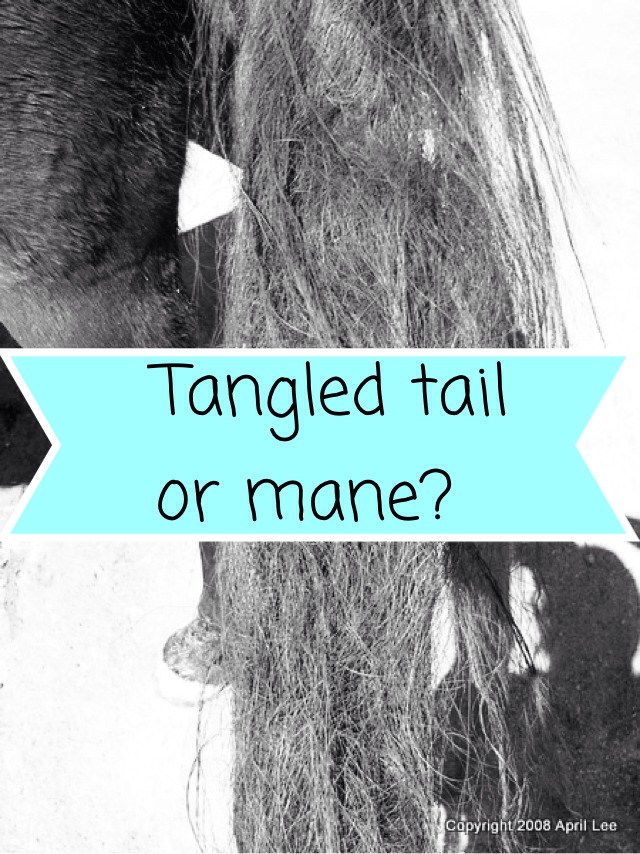 How To Get Tangles Out Of Manes And Tails Musely