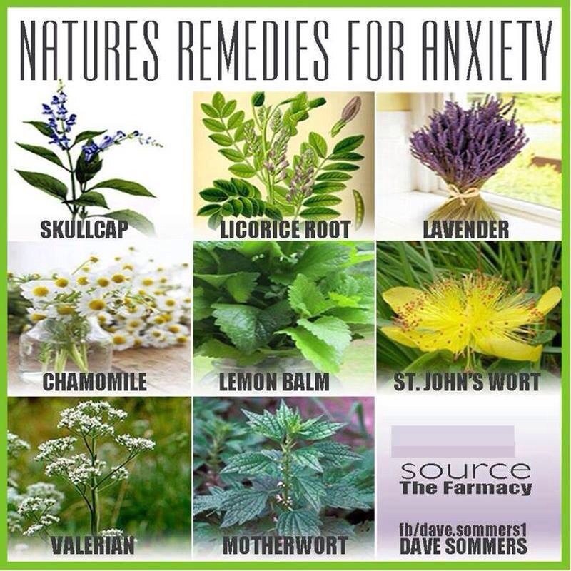 Plants To Help Rid Of Anxiety Musely