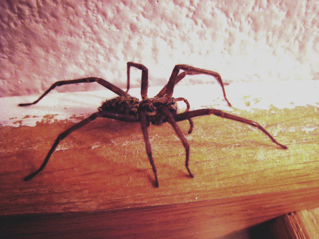 How To Keep Spiders Out Of Your Home Musely