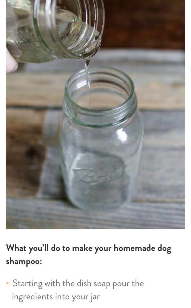 DIY NATURAL DOG SHAMPOO!🐶 Musely