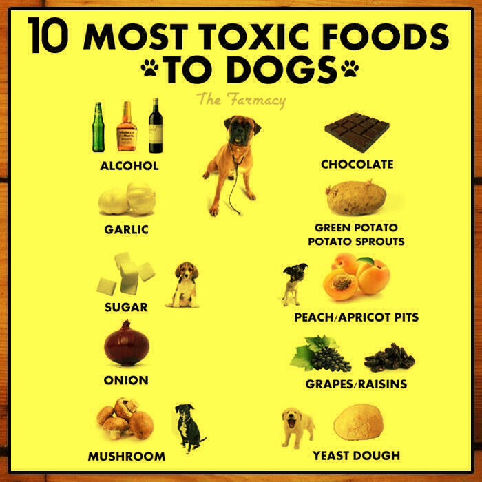 10 Things That Are Deadly To Dogs Musely
