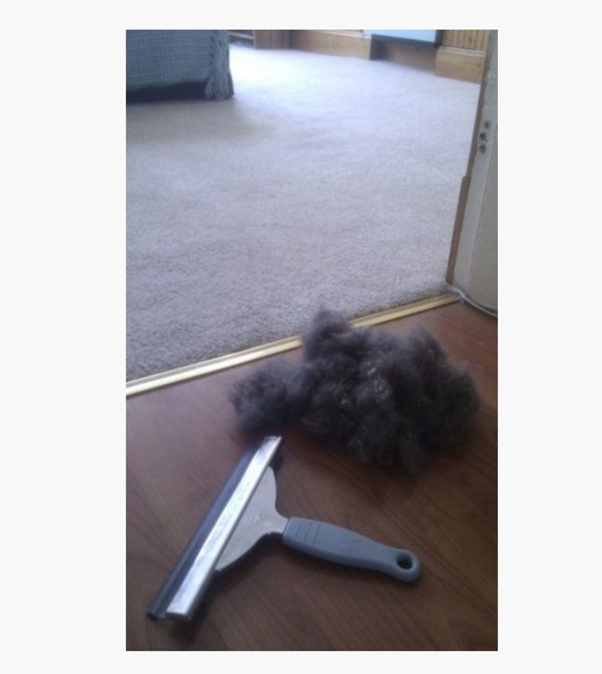 A Crazy Way To Get Pet Hair Off Furniture And Carpet You Wouldn't