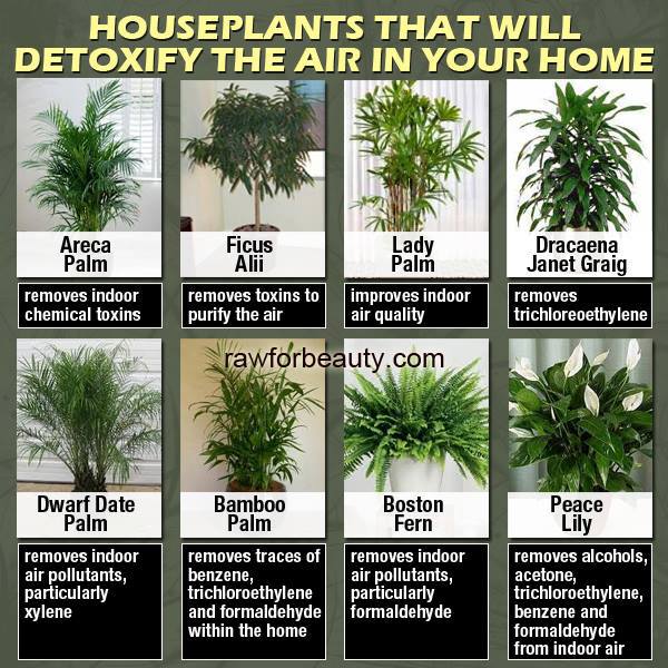 House Plants That Will Detoxify The Air In Your Home By House Plants That Will Detoxify The Air In Your Home