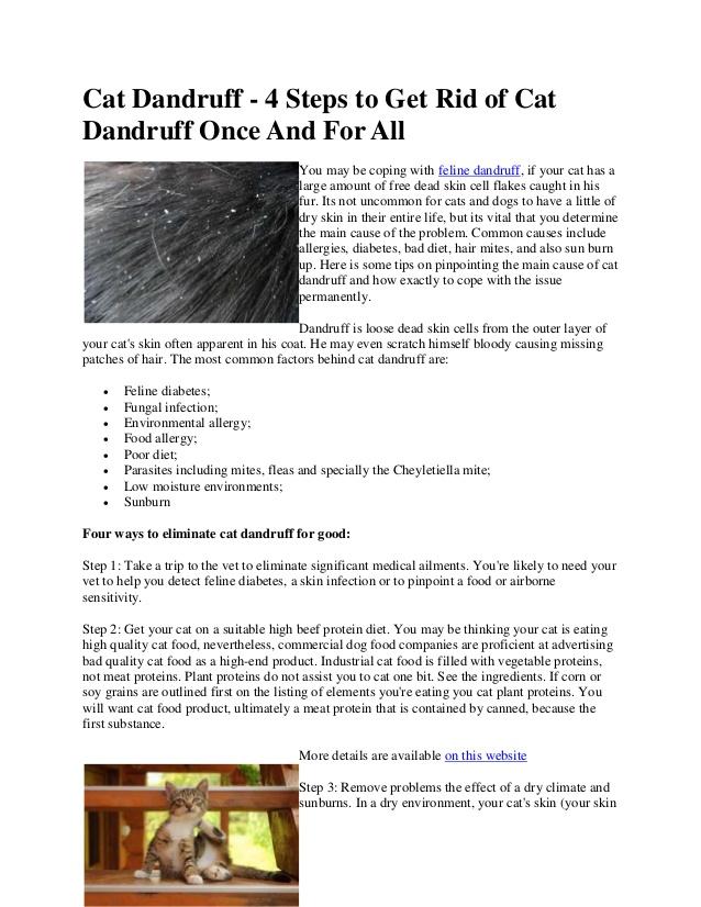How To Remove Your Cats Dandruff Musely