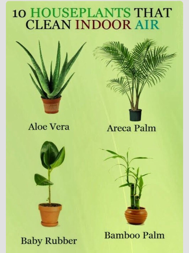 10 Plants That Clean Indoor Air Musely