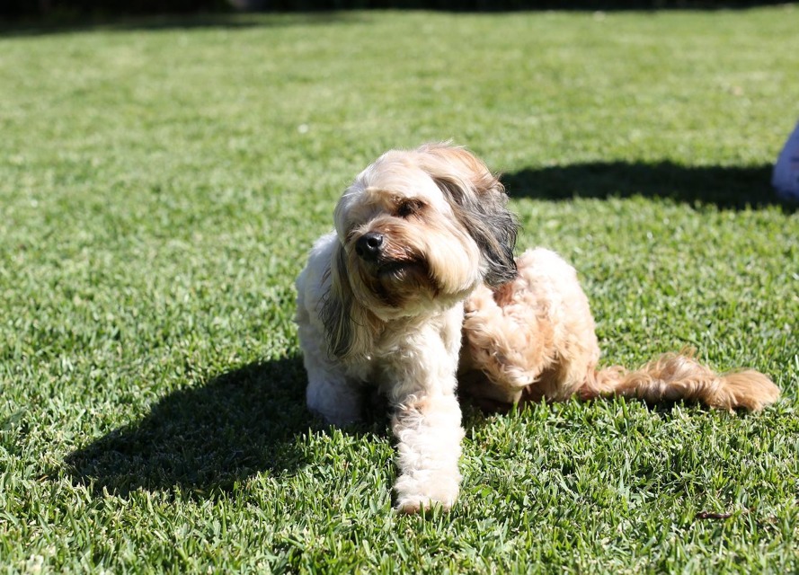 Dog Food That Helps With Shedding Dog Food That Helps With Shedding