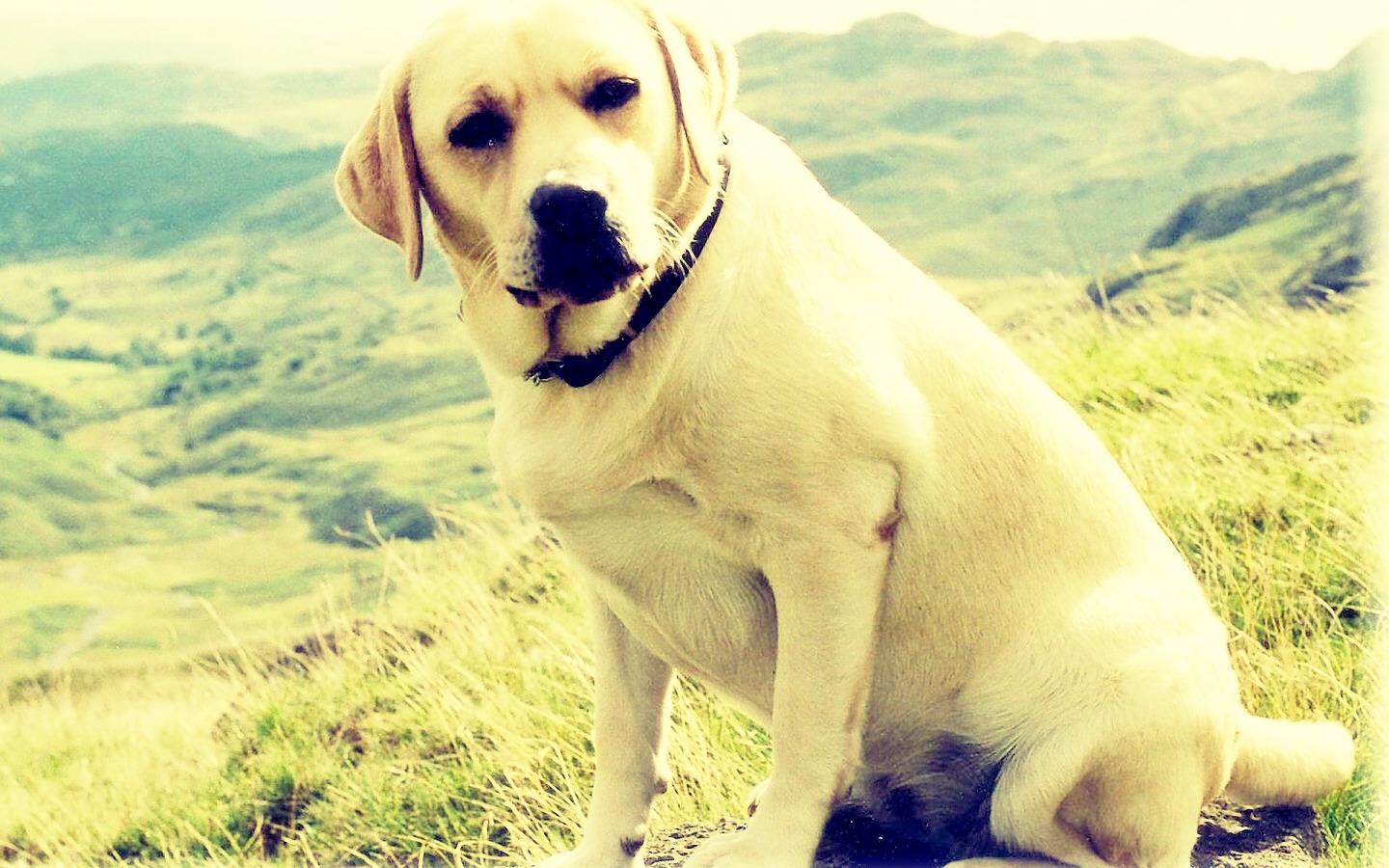 How To Make A Dogs Coat Shiny Musely