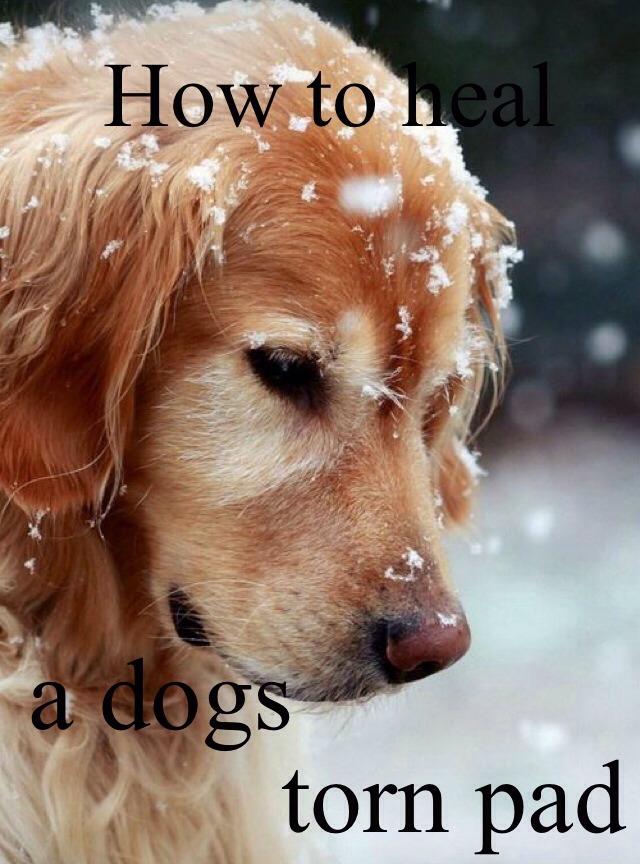 how-to-heal-a-dogs-torn-pad-musely