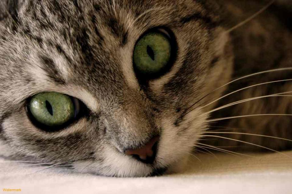 Does Your Cat Love You 6 Ways To Tell Musely