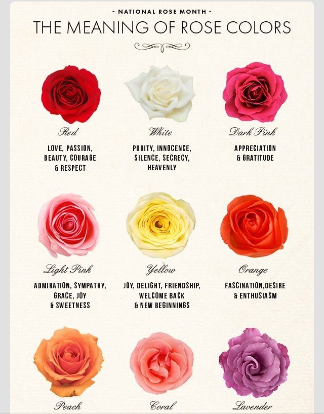 What Color Roses Mean Sympathy