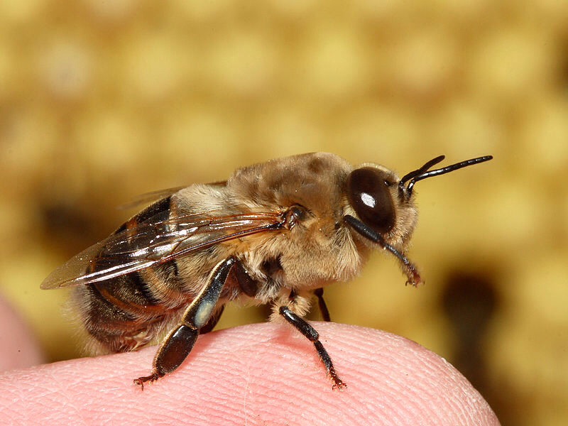 Male Honey Bees Have NO STINGER! by Brittany StJacques Musely