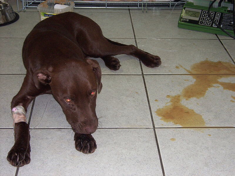 how-to-tell-if-you-re-dog-has-parvo-virus-musely