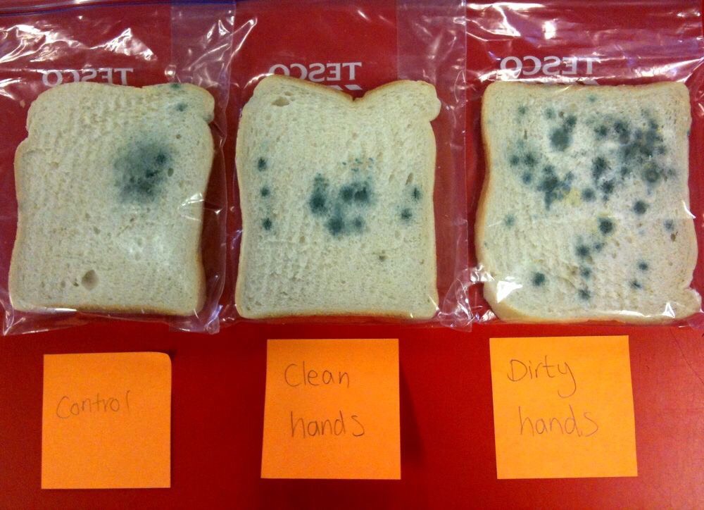Clean Vs Dirty Hands Bread Experiment Musely