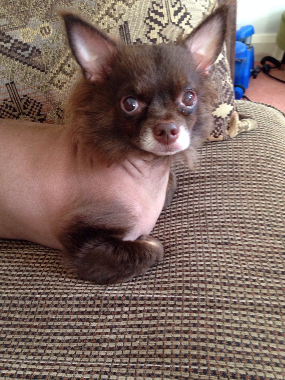 Hair Growth For Dogs Musely