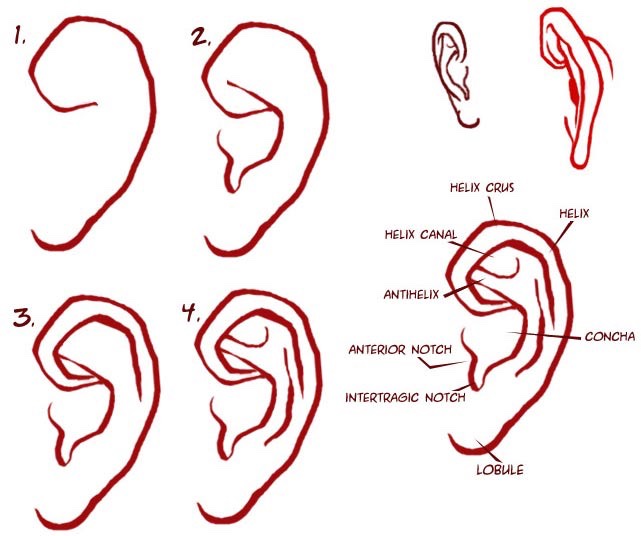 How to draw ears.