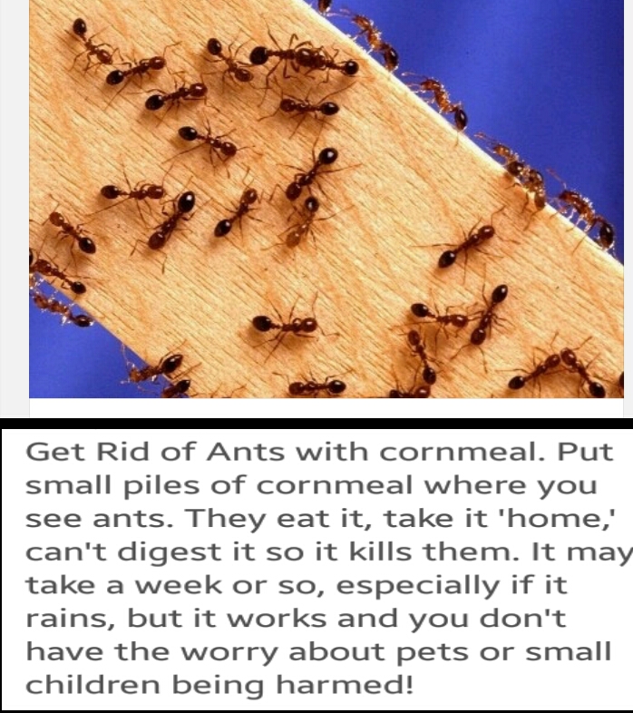 Eliminate Ant Problems instantly using Corn meal. Musely