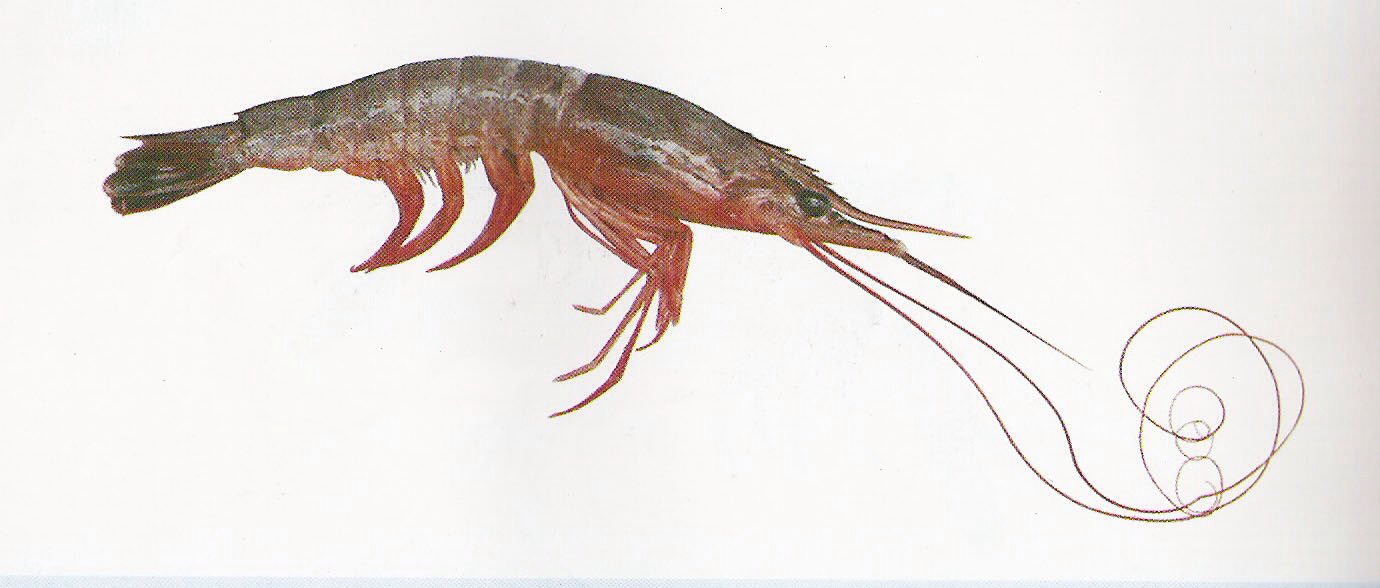 A Shrimps Heart Is In Its Head 🙈 - Musely