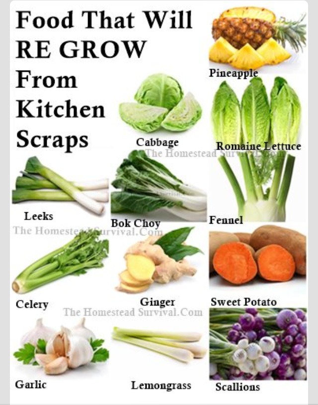 Food That Will Re Grow From Kitchen Scraps By Clarissa