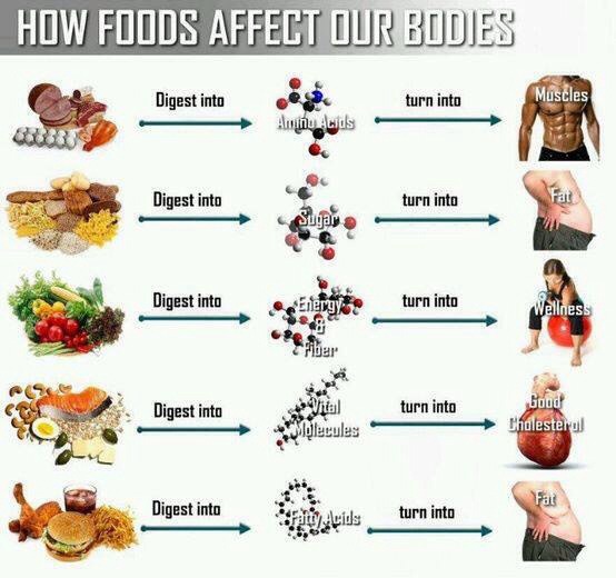 How Foods Affect Our Bodies! Musely